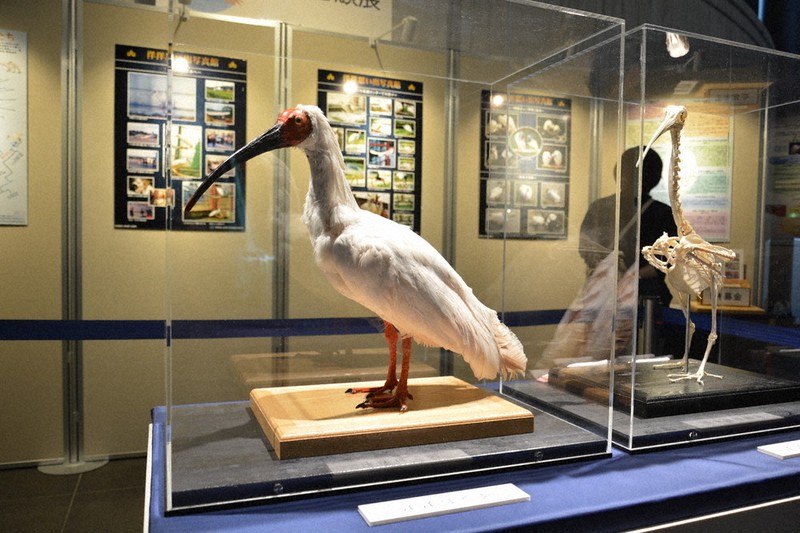 偉大な一羽」洋洋の剥製 骨格標本も展示 県立自然科学館 ／新潟 | 毎日新聞