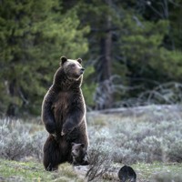 ヒグマ商品 アメリカで人気のクマ「399」が交通事故死 ファンから悼む声