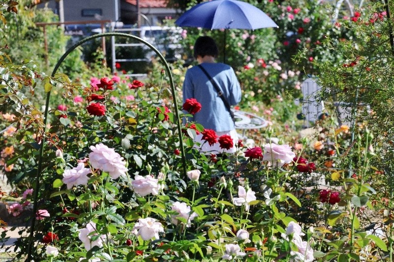 【バラ売り専用】暮しの手帖 2014秋~2022秋 本日のバラ園の様子です🌹 秋バラとは、秋に咲く四季咲き（一部