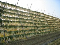 和歌山の漬物メーカー「樽の味」の看板商品はたくあん。天日干しの大根をぬかにじっくり漬け込む昔ながらの製法＝記事中の写真はすべて「樽の味」提供