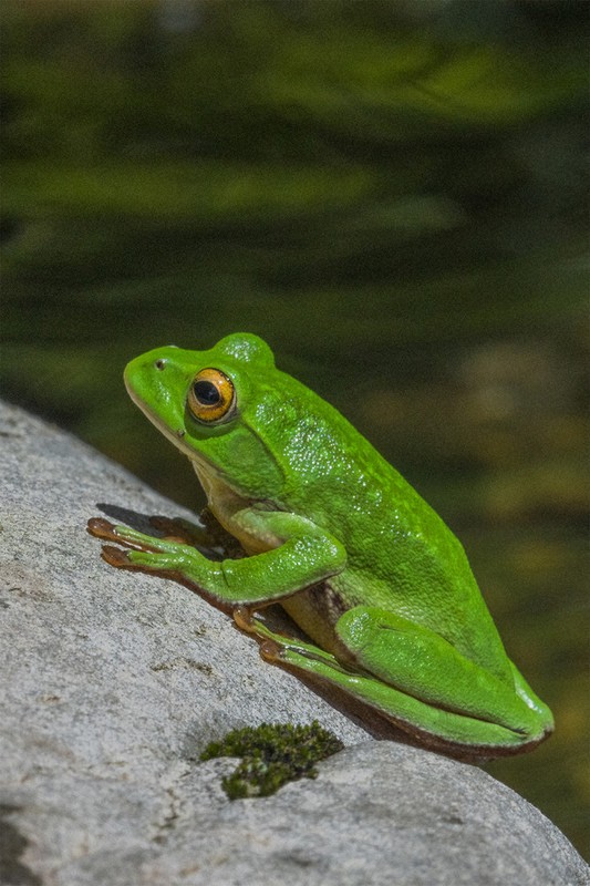 70年万博の森、育む遺産 奇跡の「調和」写真集に | 毎日新聞