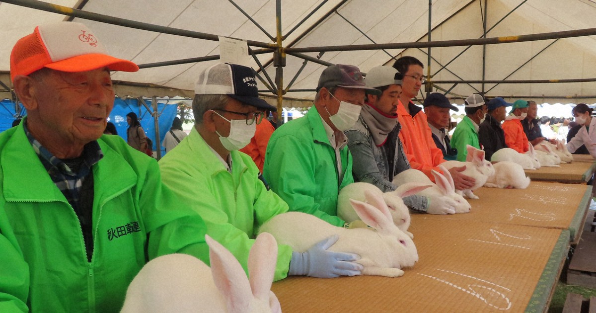 犬や鶏だけじゃない 秋田固有ジャンボウサギ、最高5万円で落札 | 毎日新聞