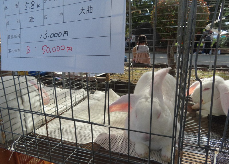 犬や鶏だけじゃない 秋田固有ジャンボウサギ、最高5万円で落札 | 毎日新聞