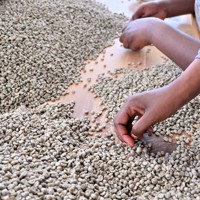 コーヒーの生豆に割れなどがないかを1粒ずつ確認する作業。品質を保つために欠かせない工程の一つだ＝ルワンダ・フイエで2024年7月26日、北山夏帆撮影