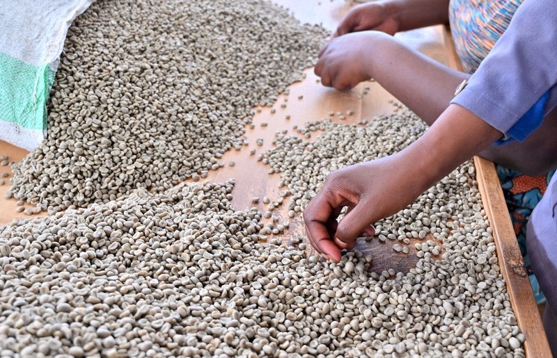 コーヒーの生豆に割れなどがないかを1粒ずつ確認する作業。品質を保つために欠かせない工程の一つだ＝ルワンダ・フイエで2024年7月26日、北山夏帆撮影