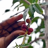 赤く熟したコーヒーの実。手作業で収穫される＝ルワンダ・フイエで2024年7月26日、北山夏帆撮影