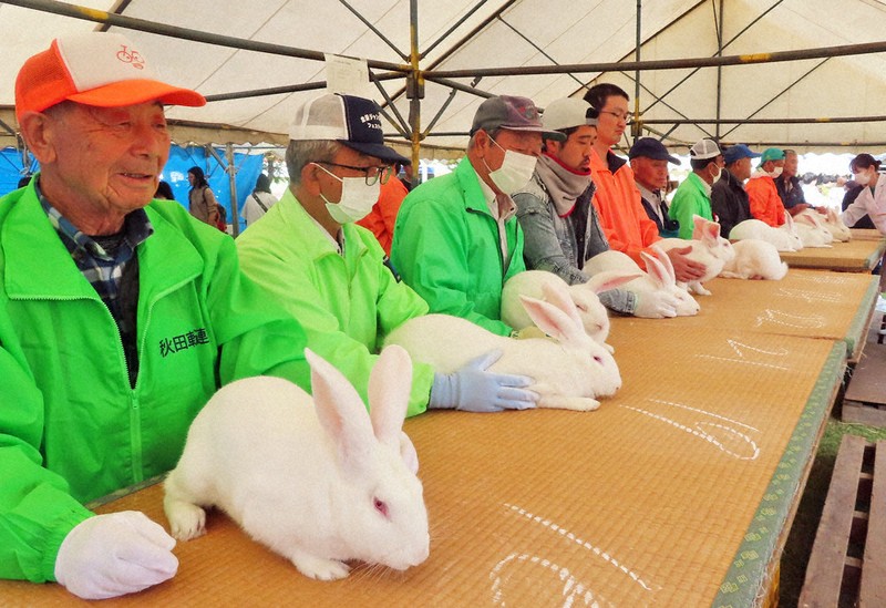 秋田発・ジャンボウサギはいま：最高値「5万円」で落札 毛並みや育ち