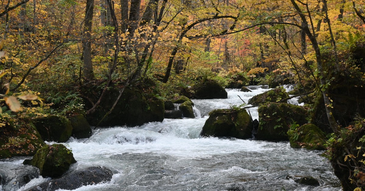 奥入瀬渓流で紅葉が見ごろ 黄やオレンジに色付き 青森・十和田 | 毎日新聞