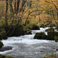 黄やオレンジの葉が輝き、渓流との競演が美しい奥入瀬渓流＝青森県十和田市で2024年10月31日、足立旬子撮影