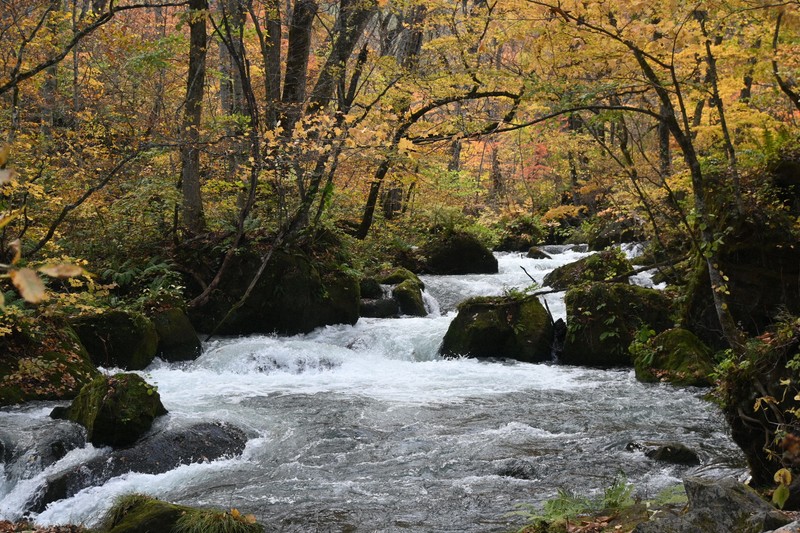 奥入瀬渓流で紅葉が見ごろ 黄やオレンジに色付き 青森・十和田 | 毎日新聞