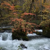 奥入瀬渓流で紅葉が見ごろ 黄やオレンジに色付き 青森・十和田 [写真