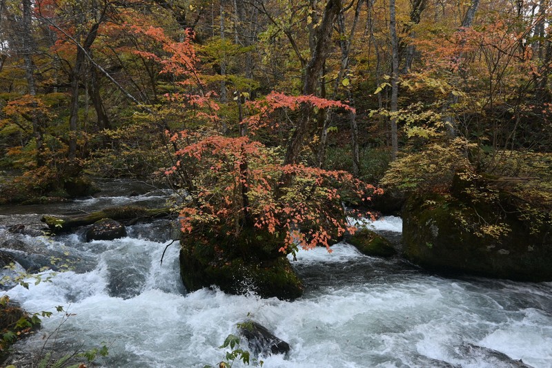奥入瀬渓流で紅葉が見ごろ 黄やオレンジに色付き 青森・十和田