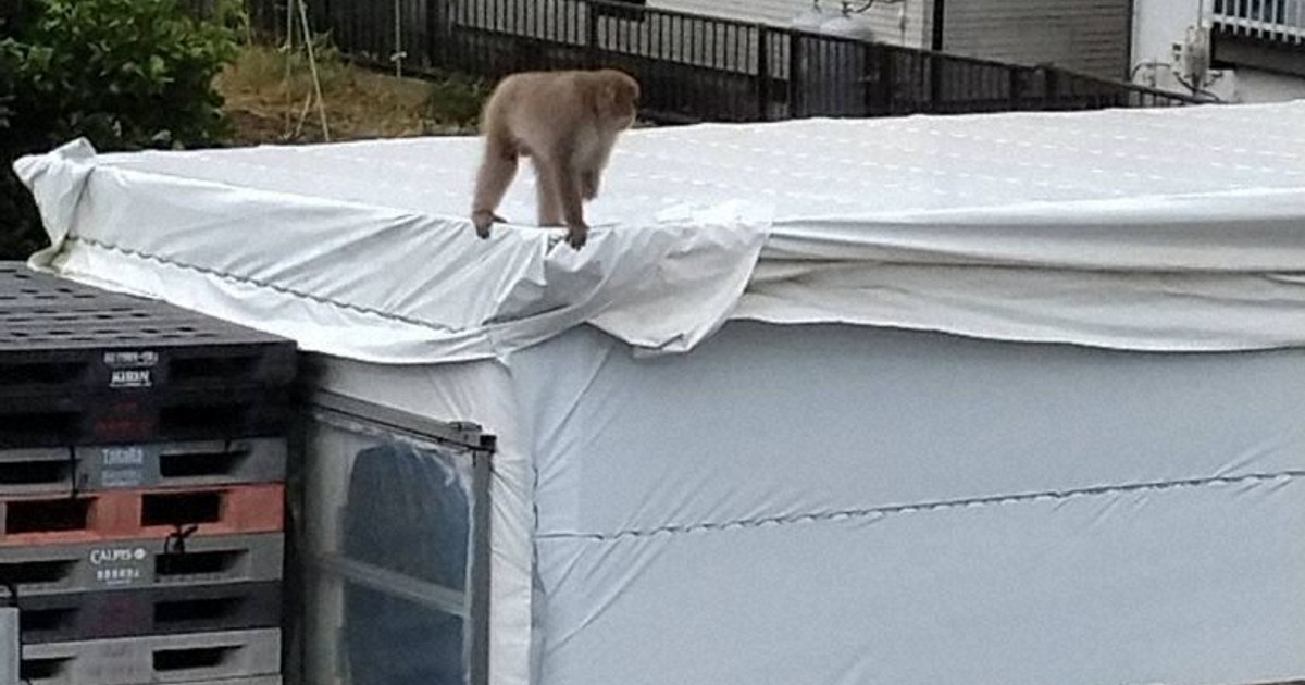 Monkey without left hand thought to be on the move south of Tokyo - The ...
