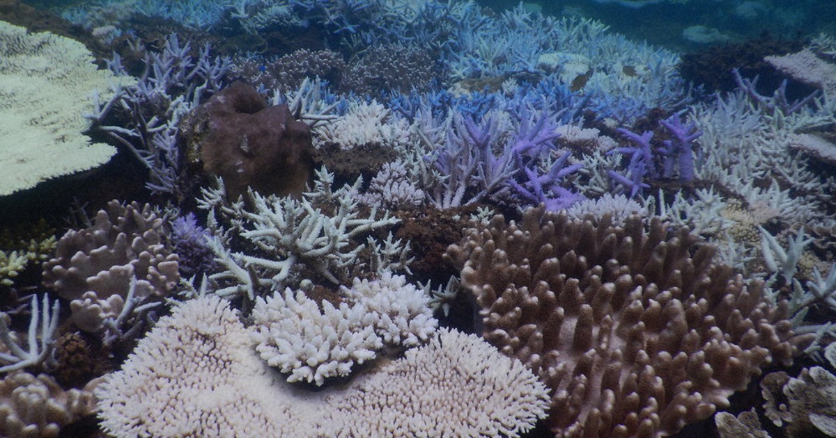 毎小ニュース：環境 沖縄のサンゴ、「白化」深刻 海の水温上昇で