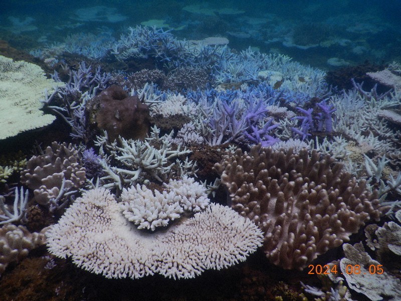 毎小ニュース：環境 沖縄のサンゴ、「白化」深刻 海の水温上昇で