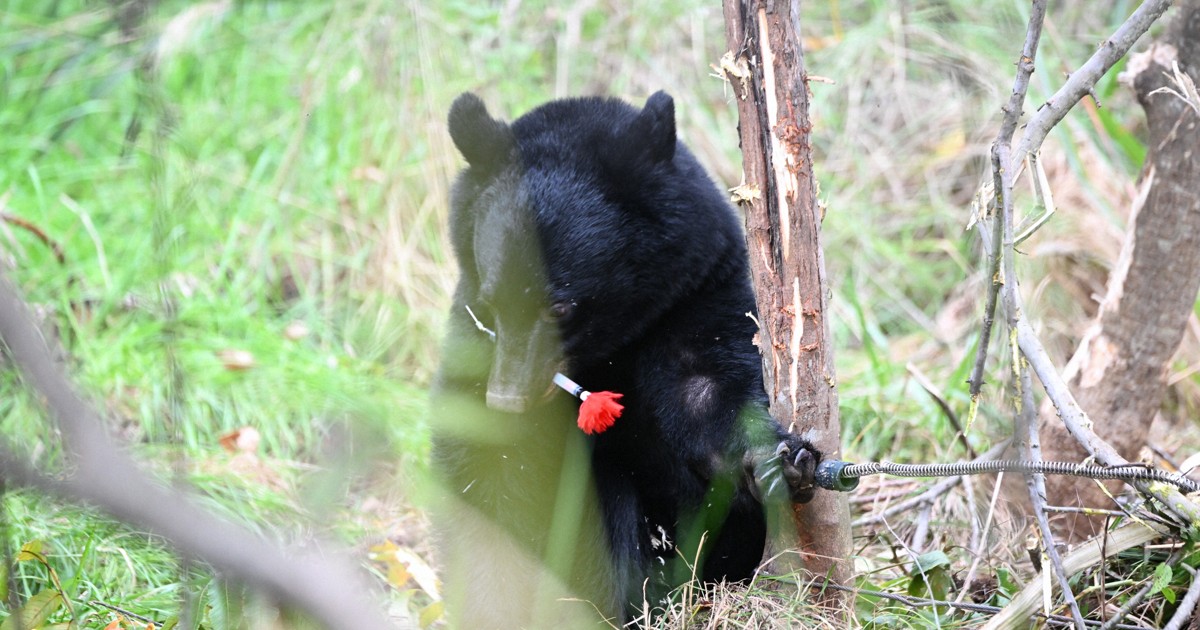 eye：クマと共存 模索続く [写真特集1/18] | 毎日新聞