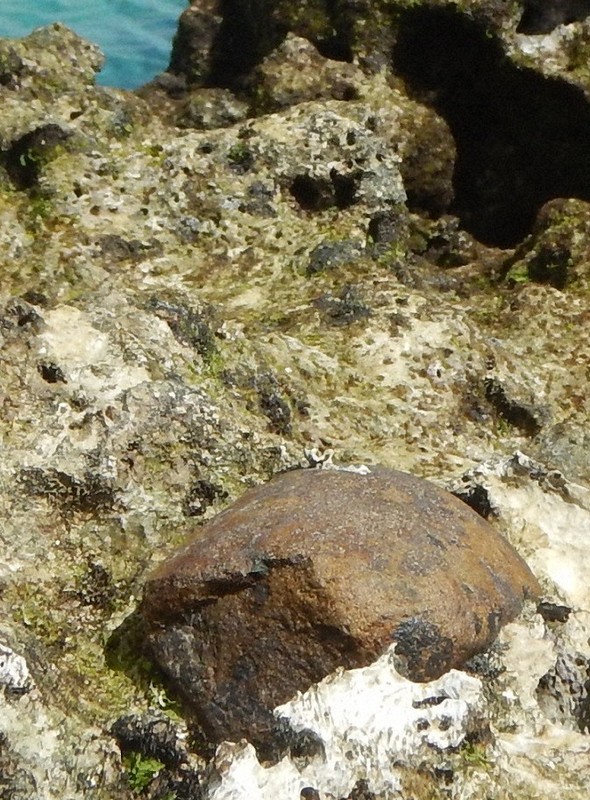 海岸に埋まった縄文石器なくなる 南海の喜界島 隆起物語る資料 [写真