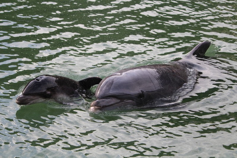 ママに「ぴったり」 赤ちゃんすくすく バンドウイルカ誕生 下田の