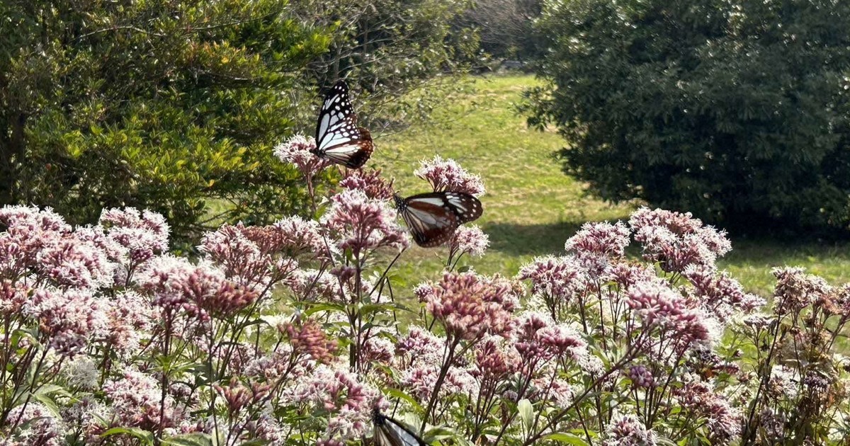 勤続30年の学芸員が…チョウ無断採集、返却指示に立腹し飲酒運転 | 毎日新聞
