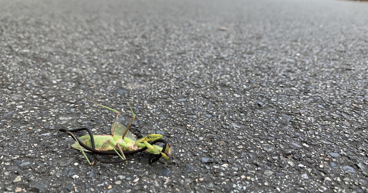 アスファルト上で死ぬカマキリ、寄生虫に操られていた 京大など解明