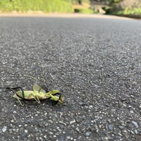 アスファルト上で死ぬカマキリ、寄生虫に操られていた 京大など解明