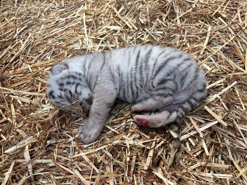ホワイトタイガー、9年ぶり赤ちゃん 東武動物公園で誕生 あすから
