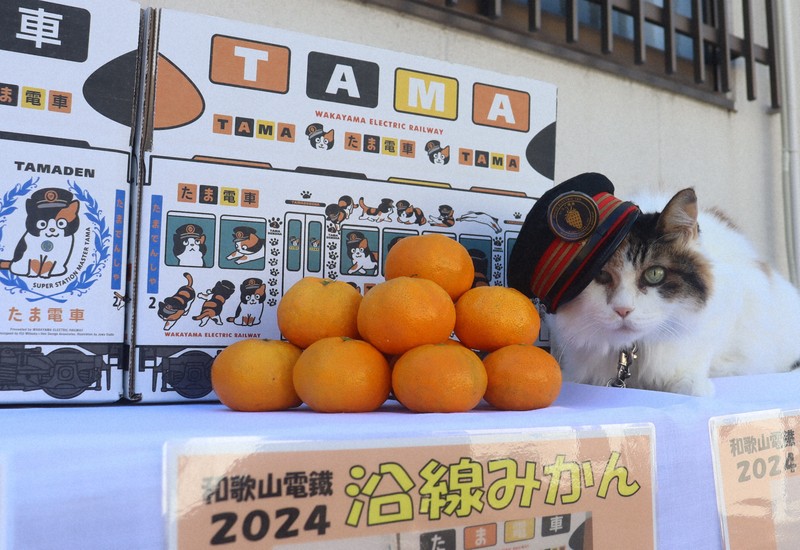 猫駅長がPR「甘さ保証しますニャー」 和歌山電鉄がミカン販売 | 毎日新聞