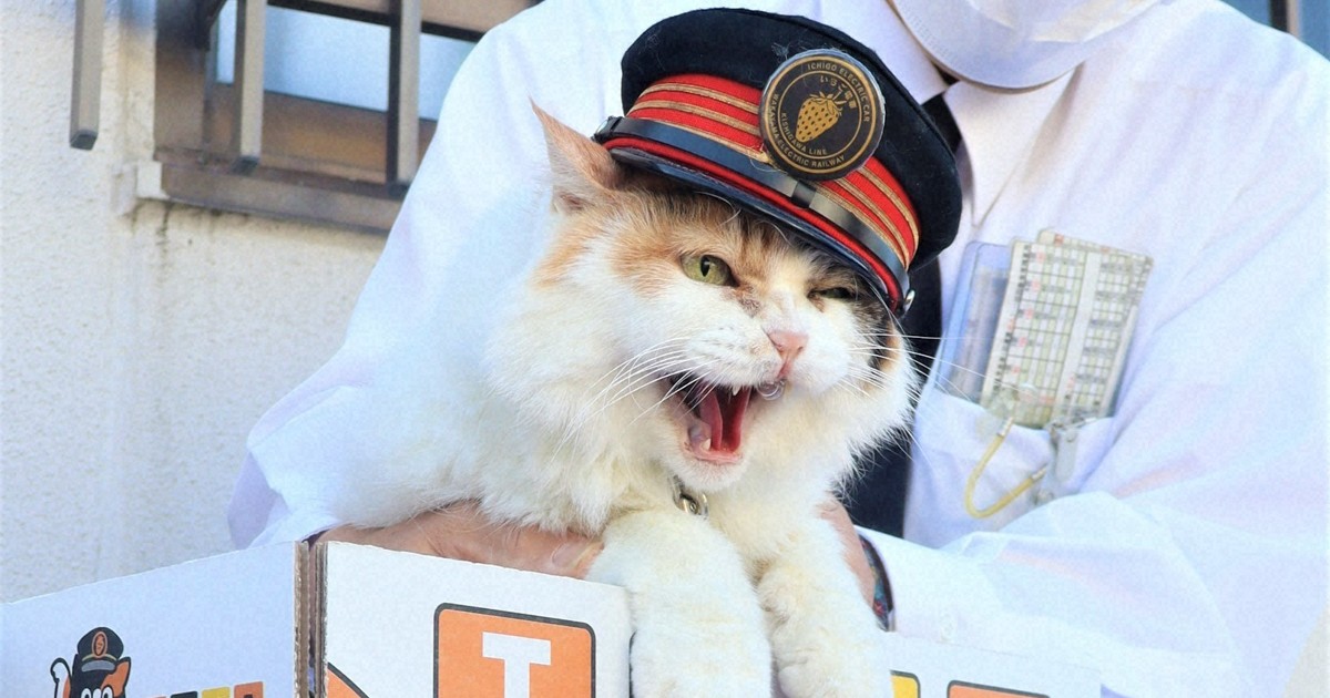 猫駅長がPR「甘さ保証しますニャー」 和歌山電鉄がミカン販売 [写真