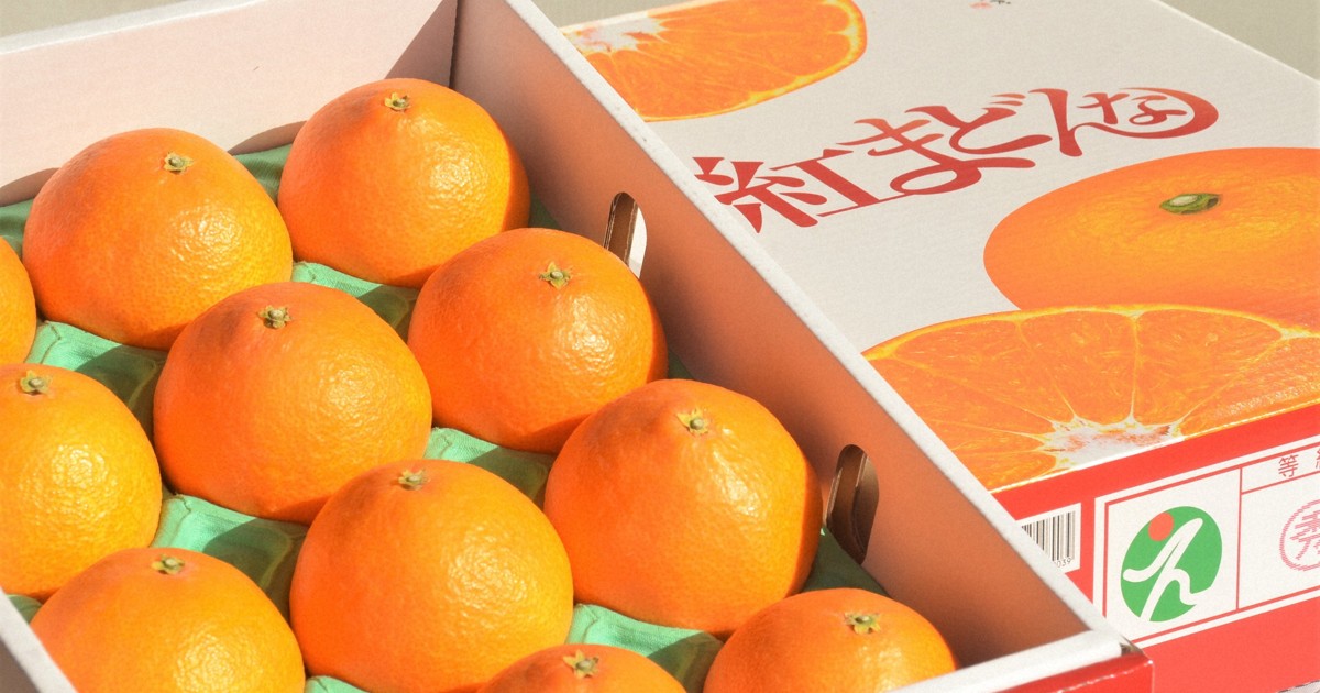 紅まどんな」の選果始まる とろける食感「ご褒美に」 愛媛 | 毎日新聞