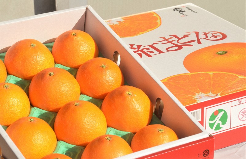 紅まどんな」の選果始まる とろける食感「ご褒美に」 愛媛 | 毎日新聞