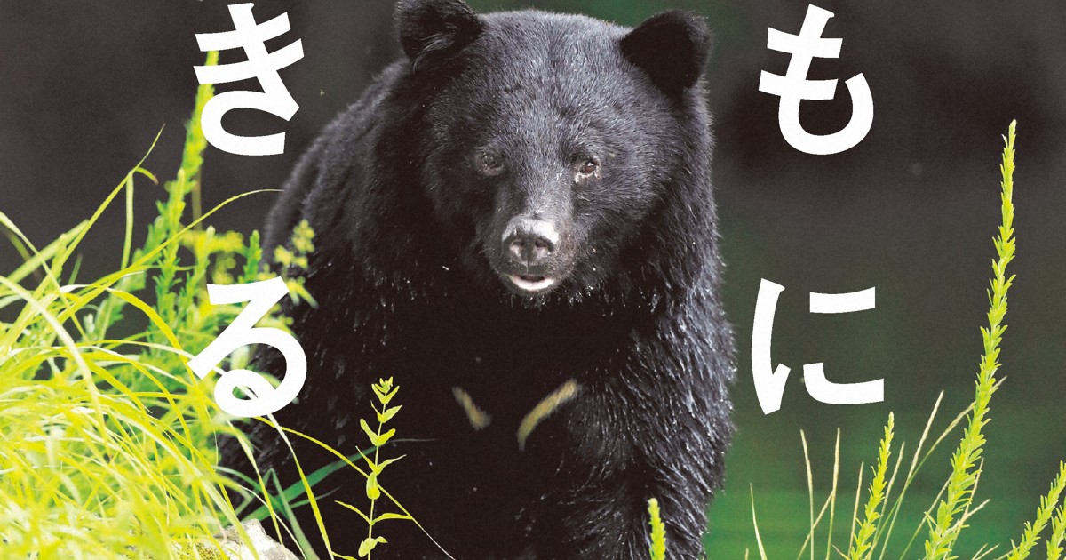 昨年度の捕殺は9000頭 動物写真家の考えるクマとヒトとの距離感 | 毎日新聞