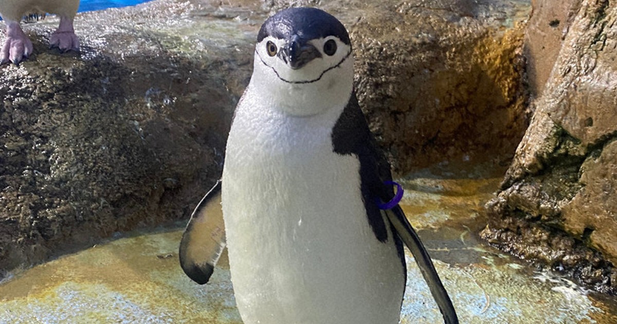 八景島シーパラダイス ヒゲペンギン 仲間入り ／神奈川 | 毎日新聞