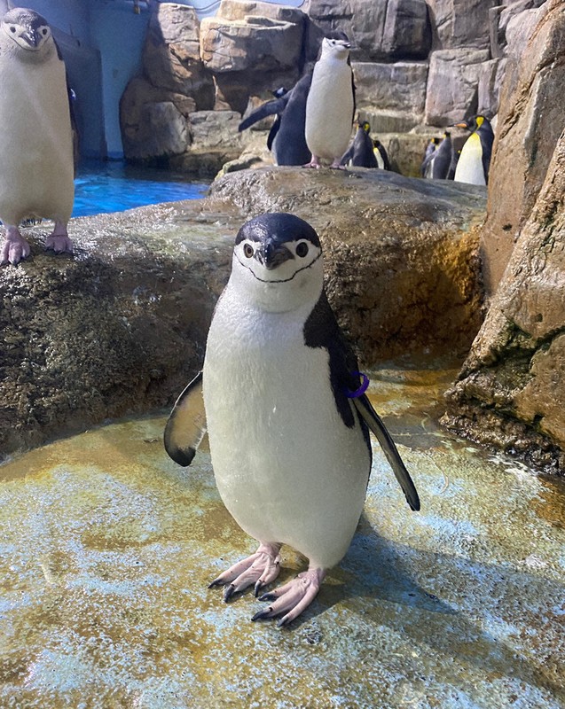 ヒゲペンギン、仲間入り 横浜・八景島シーパラダイス ／東京 | 毎日新聞