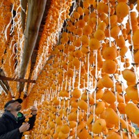 干し場につるされた柿＝山形県上山市の須田青果園で2024年11月19日、竹内幹撮影