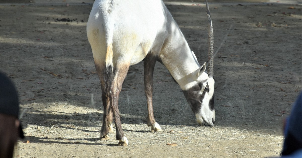 繁殖のためアラビアオリックスお引っ越し 福岡市動物園から横浜へ