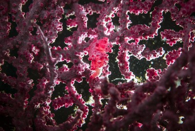 水中写真館：／53 リュウキュウイソバナ | 毎日新聞