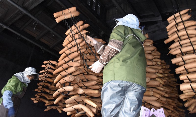 雪の積もる前に急ピッチ いぶりがっこ用の大根仕込み最盛期 秋田