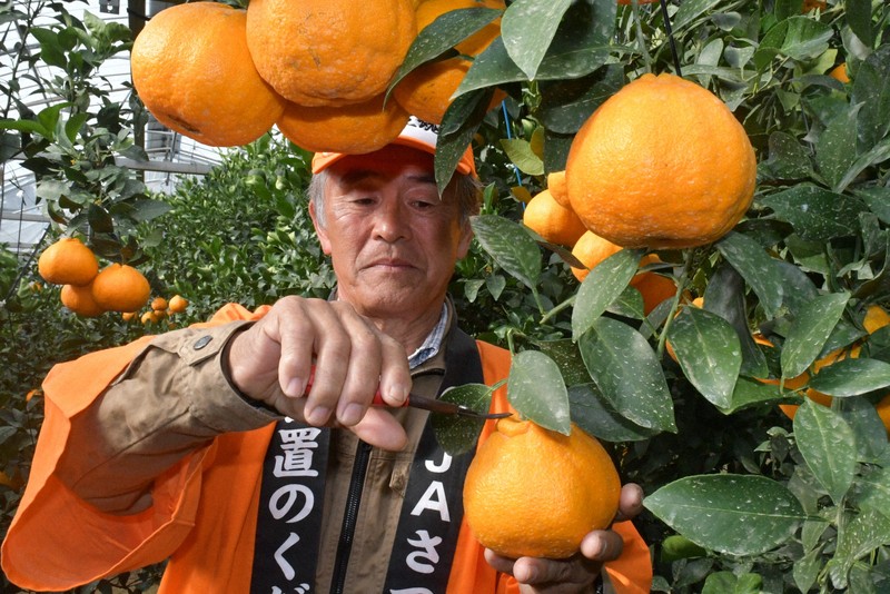 鹿児島特産「大将季」、収穫期告げるはさみ入れ式 色付き良く | 毎日新聞