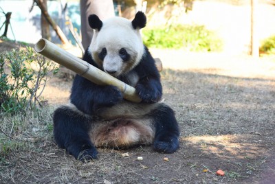 レイレイ＝2024年11月25日（東京動物園協会提供）