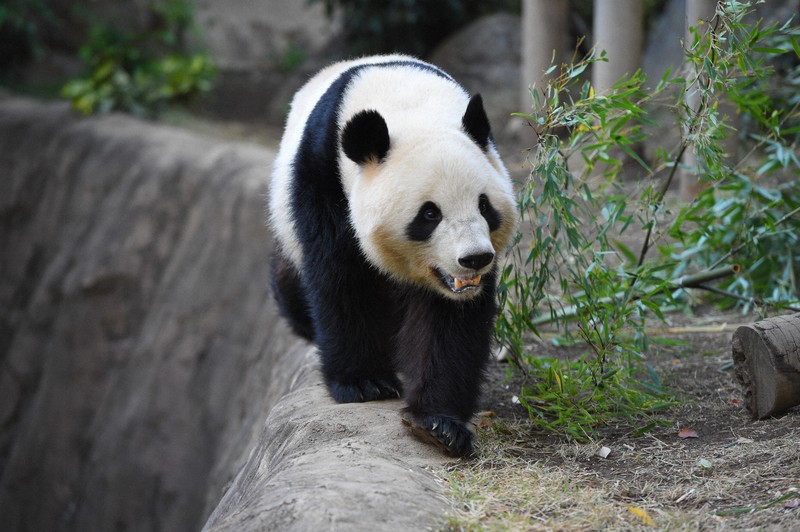 上野・パンダ日記：上野の双子パンダ、竹筒を用いて食事 環境