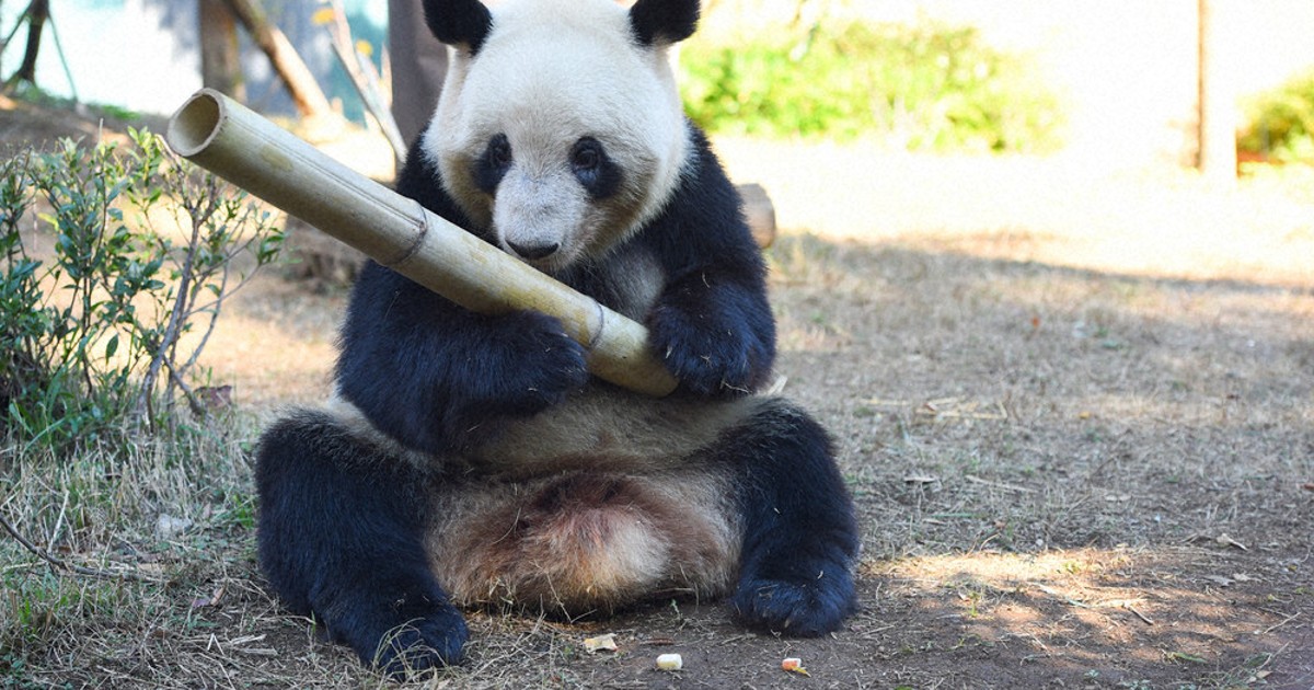 上野・パンダ日記：竹筒くるくる 餌発見！ ／東京 | 毎日新聞