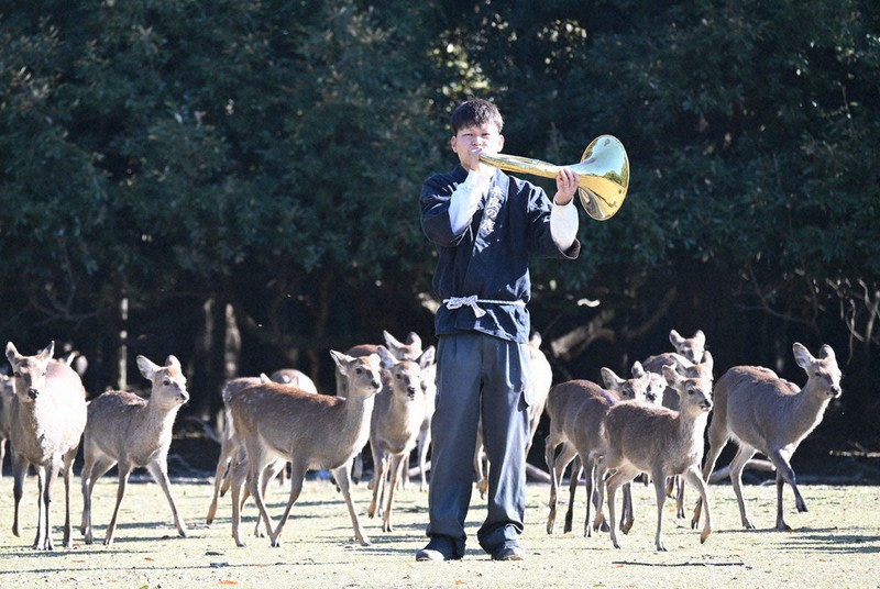 ホルンの音色で大集合 奈良の春日大社で「鹿寄せ」始まる | 毎日新聞