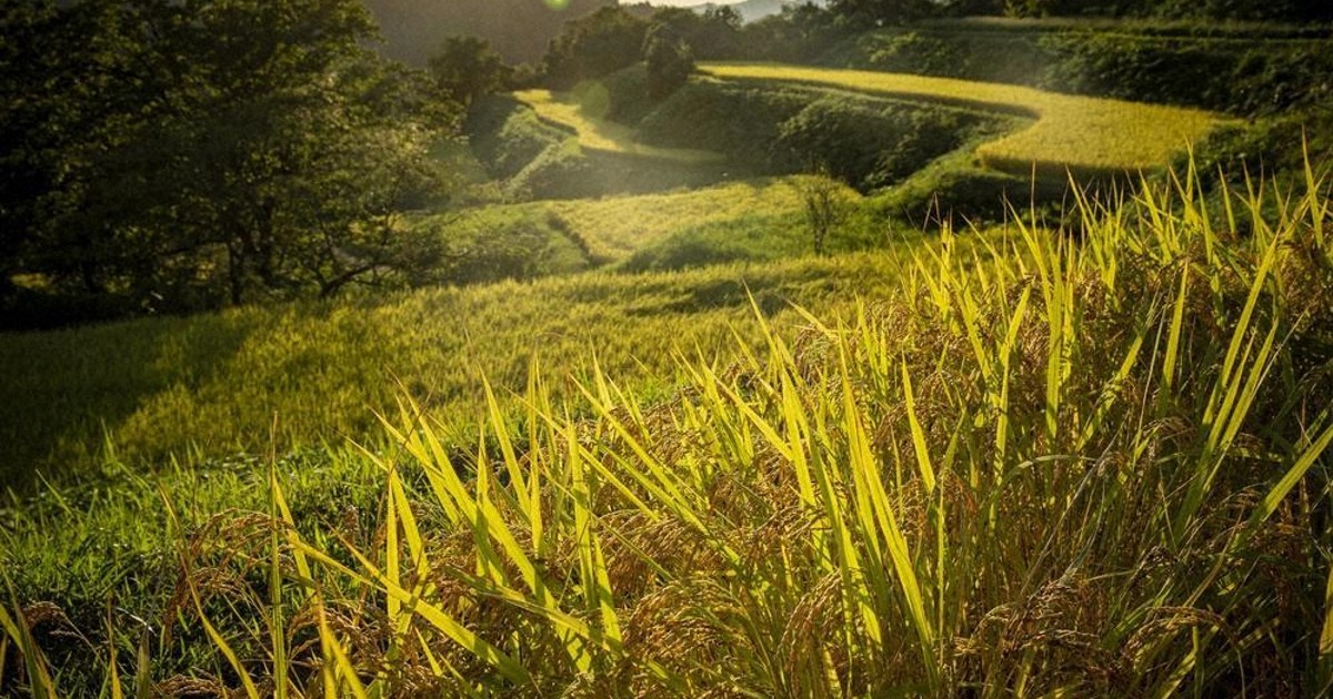 写真で綴る昭和30年代農山村の暮らし 高度成長以前の日本の原風景 除籍本 「写真で綴る」昭和30年代農山村の暮らし 高度成長以前の