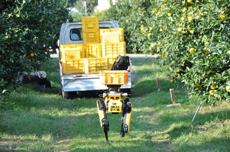 毎小ニュース：話題 ロボットとユズ収穫 運ぶ負担を軽く | 毎日新聞
