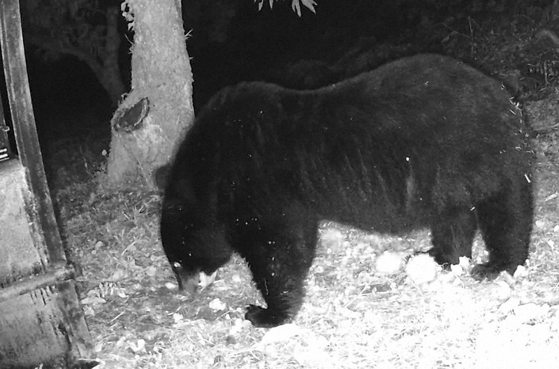 過疎化が広げるクマの生息域 「保護」と「駆除」に苦しむ自治体 | 毎日新聞