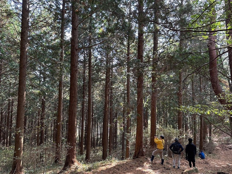 香川ヒノキを売り出せ 官民連携でPR、香りにリラックス効果も? | 毎日新聞