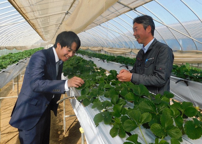 ダニにはダニを 地元にいる「天敵昆虫」でイチゴ守る実証実験 | 毎日新聞