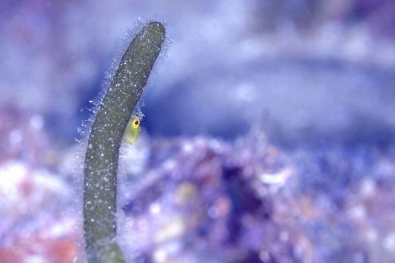 水中写真連載 So Blue：海中でUMA発見? 未確認動物その正体は