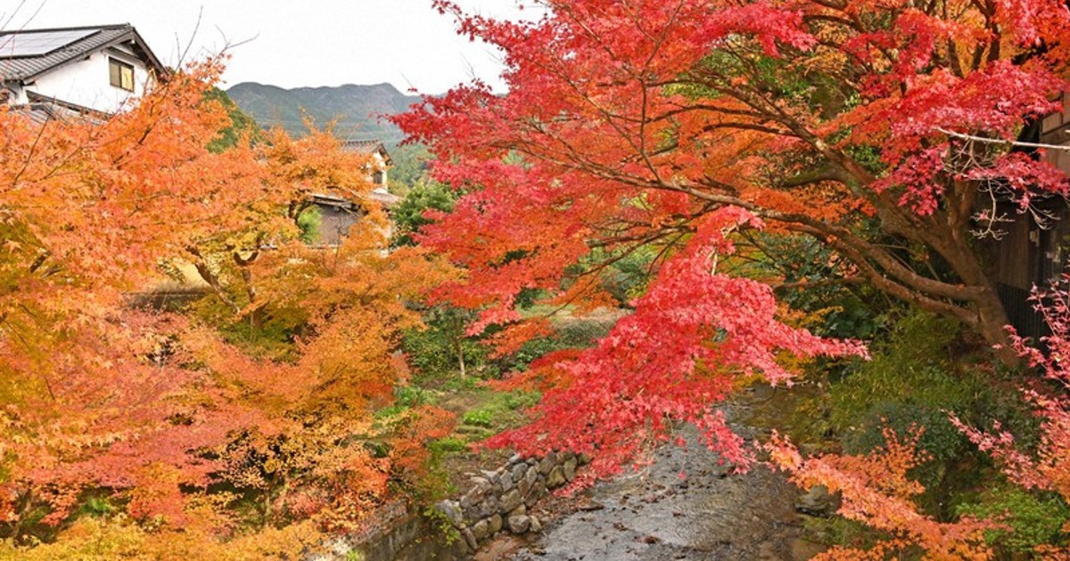In Photos: Autumn leaves around Akizuki Castle Ruins in Fukuoka