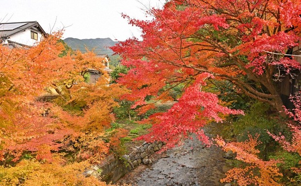 In Photos: Autumn leaves around Akizuki Castle Ruins in Fukuoka